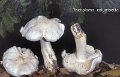 Tricholoma columbetta-amf1858